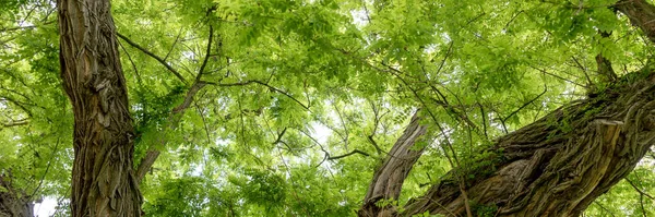 Obraz Panoramiczny Liście Robinia Pseudoacacia Parku Patrząc Górę — Zdjęcie stockowe