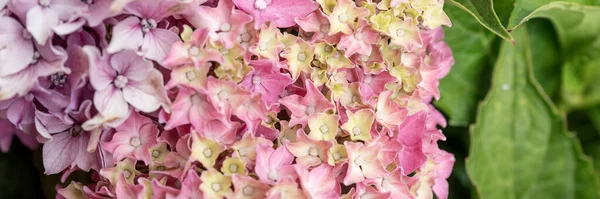 Panoramic Image Closeup Hydrangea Flower Hydrangea Macrophylla Blooming Summer Garden — Stock Photo, Image