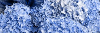 Panoramik görüntü. Kapalı mavi ortanca çiçeği (Hydrangea makrophylla) bahçede çiçek açar