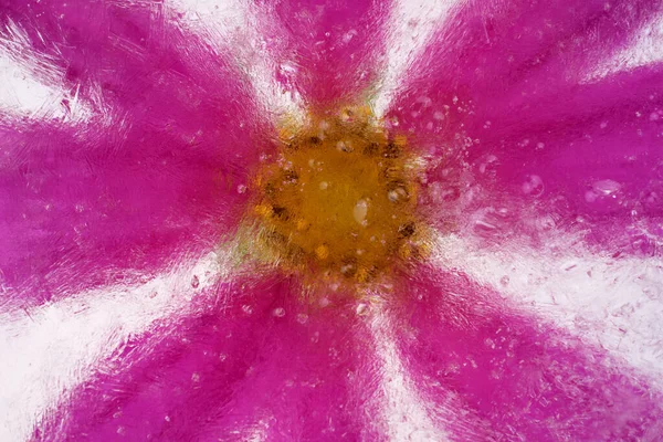 Παγωμένη Μωβ Άνθιση Ενός Λουλουδιού Στον Πάγο Ρομαντικό Στολισμό — Φωτογραφία Αρχείου