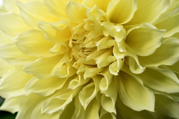 マクロ画像黄色のダリアの花 黄色のダリアの花を閉じます — ストック写真
