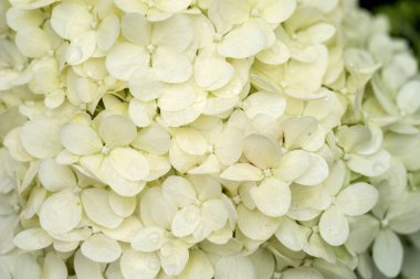 Makro görüntü parlak ortanca çiçeği (Hydrangea makrophylla) bahçede çiçek açıyor