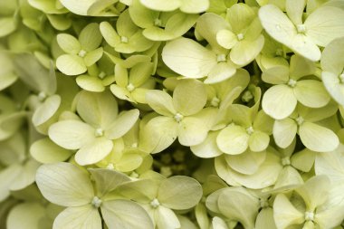 Makro görüntü parlak ortanca çiçeği (Hydrangea makrophylla) bahçede çiçek açıyor