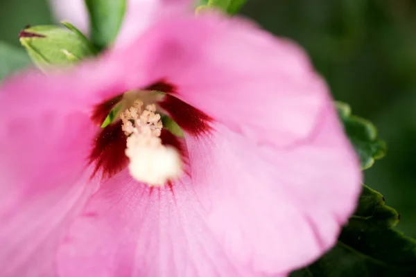 マクロ画像 ピンクと紫のハイビスカスの花 選択的焦点 — ストック写真