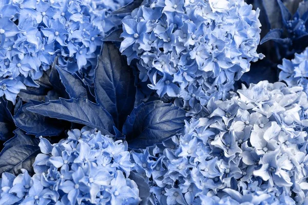 Fiore Ortensia Blu Primo Piano Hydrangea Macrophylla Che Fiorisce Giardino — Foto Stock