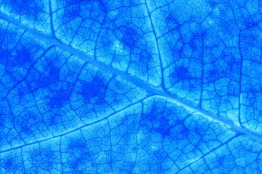 Mavi renk soyut makro doku yaprağı kapat