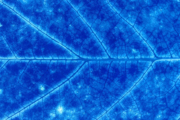 Mavi renk soyut makro doku yaprağı kapat