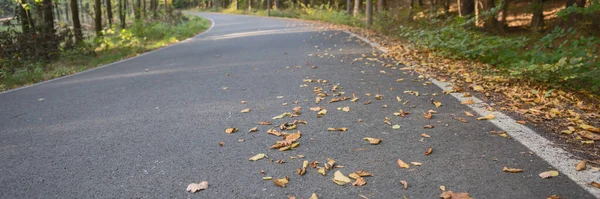 Panoramabild Asfalterad Väg Hösten Med Löv — Stockfoto