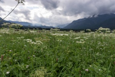 Arka planda vahşi tarlalar ve dağlar. Bavyera Alpleri. Almanya