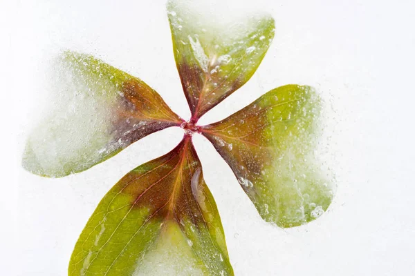 Four leaf clover frozen in ice. Winter decoration