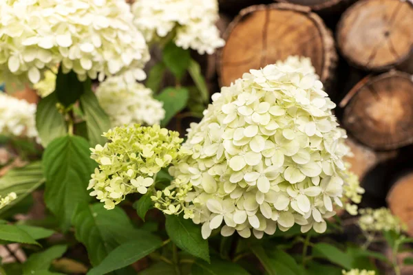 Bright Hydrangea Flower Hydrangea Macrophylla Front Pile Wood — Stock Photo, Image