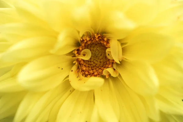 Feche Flor Amarela Dahlia Macro Imagem Amarelo Dahlia Flor — Fotografia de Stock