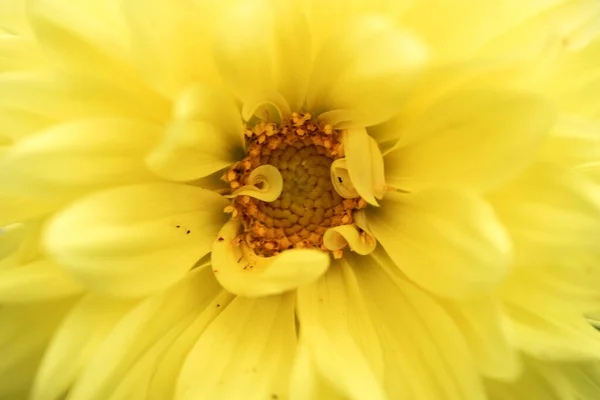 Fiore Giallo Dahlia Primo Piano Macro Immagine Giallo Fiore Dahlia — Foto Stock