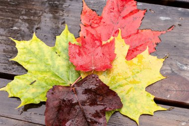 Ahşap masa arkasında yağmur damlaları olan renkli akçaağaç yaprakları