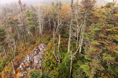 Dağlarda kayalar olan sonbahar ormanı