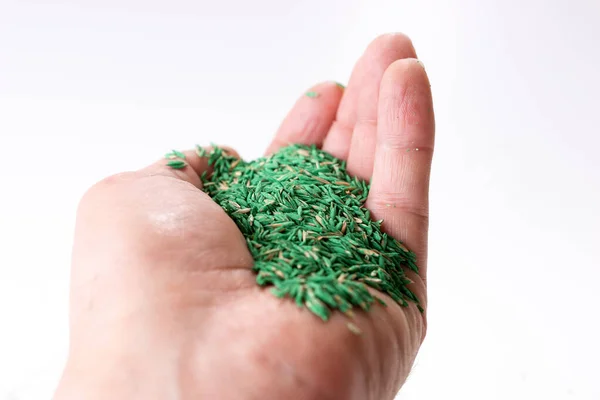 Green and brown grass seeds in the hand for a hardy garden lawn. Isolated on white — Stock Image Green Brown Grass Seeds Hand Hardy Garden Lawn Isolated White Stock Picture