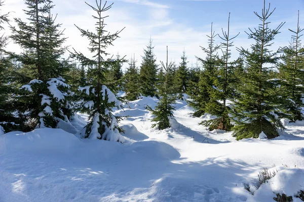 Krásná Zimní Krajina Slunci Mladými Jehličnany — Stock fotografie