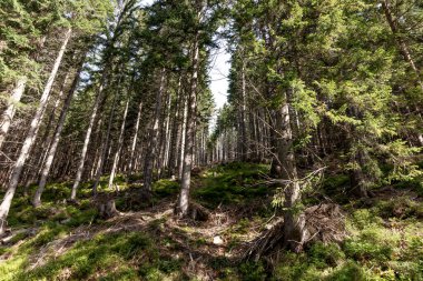 Güzel kozalaklı orman manzarası. Dağda çam ağaçlarının gövdeleri bile var.
