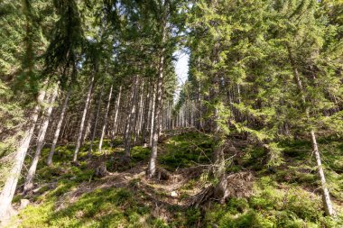 Güzel kozalaklı orman manzarası. Dağda çam ağaçlarının gövdeleri bile var.