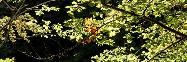 从秋天开始在阳光下许多绿叶之间的褐色叶子 — 图库照片