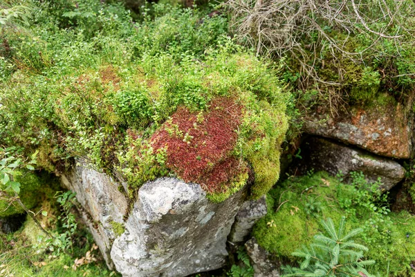 森の中の岩の上に赤と緑の苔 — ストック写真