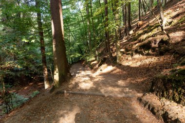 Ormanda, Sakson İsviçre Ulusal Parkı 'nda. Almanya