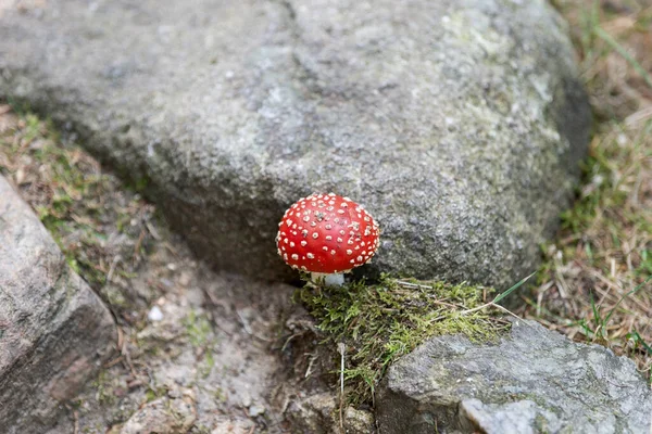 Vola Agarica Con Macchie Bianche Tra Pietre — Foto Stock