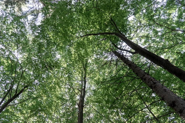 Patrzę Górę Tekstura Tła Wierzchołki Drzew Liściastych — Zdjęcie stockowe