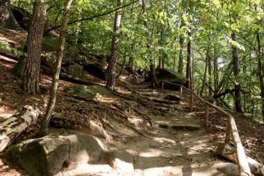 Sakson İsviçre Ulusal Parkı 'ndaki ormanda bir patika. Almanya