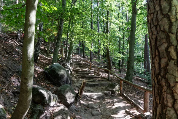 Promenad Skogen Saxon Schweiz Nationalpark Tyskland — Stockfoto