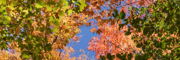 Patrząc Kolorowe Jesienne Drzewa Jesienne Tło — Zdjęcie stockowe