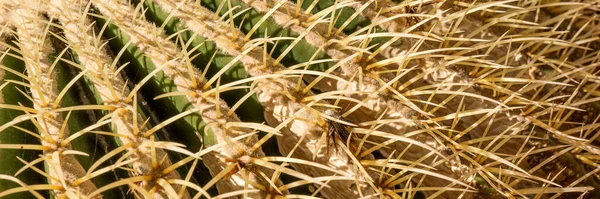 Fondo Panoramico Dal Cactus Con Spine Primo Piano Delle Spine — Foto Stock