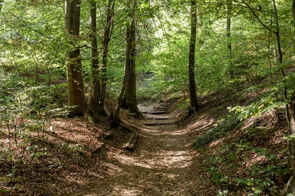Trilha Caminhada Através Floresta Espessa Parque Nacional Saxon Switzerland Alemanha — Fotografia de Stock