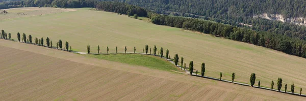 Panorámás Kilátás Sugárúti Fák Nagy Mezők Kilátás Felülről — Stock Fotó