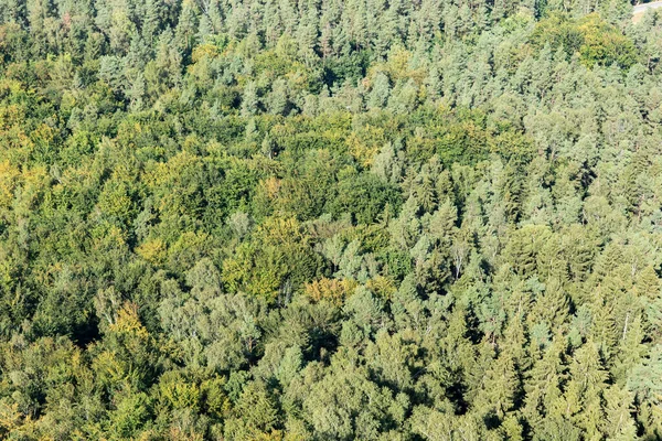 Bosque Con Árboles Caducifolios Coníferas Arriba — Foto de Stock