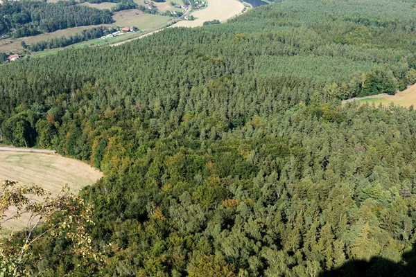 Bosque Con Árboles Caducifolios Coníferas Arriba —  Fotos de Stock