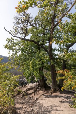 Elbe Kum Taşı Dağları 'ndaki kayalıklardaki ağaçlar. Sakson İsviçre. Almanya