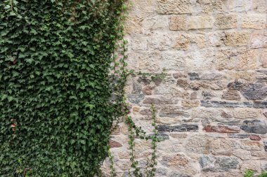 Kale duvarında yeşil sarmaşık