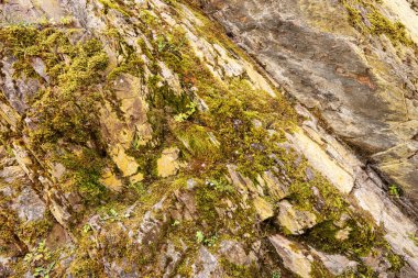 Dağlardaki kayalık taşlarda yosun.