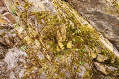 Dağlardaki kayalık taşlarda yosun.