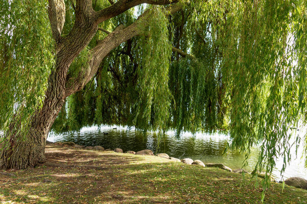 Under the willow tree by the lake