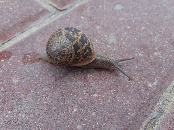 Snail Walking Sidewalk Square Little Mollusk — Stock Photo, Image