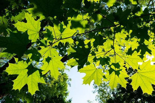 Look up view to green leaves exposed to sun. Amazing spring natural colors. Maple foliage in the sun.