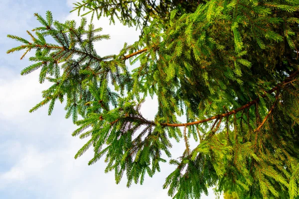 Близько Гілок Соснового Дерева Фоні Блакитного Неба Постріл Літній Яскравий — стокове фото