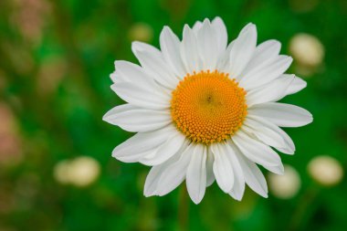Yaz bahçesindeki güzel çiçeklerin fotoğrafı.  