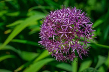 Yaz bahçesindeki güzel çiçeklerin fotoğrafı. 