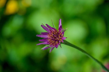 Yaz bahçesindeki güzel çiçeklerin fotoğrafı. 