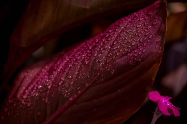 Yaz bahçesindeki güzel çiçeklerin fotoğrafı. 