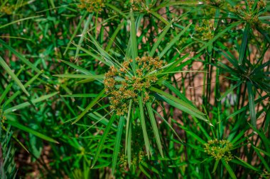 Yaz bahçesindeki güzel çiçeklerin fotoğrafı. 