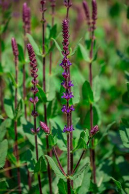 Yaz bahçesindeki güzel çiçeklerin fotoğrafı. 